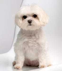 Chloe the doh Moore care