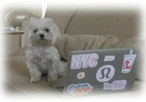 Moore care dog